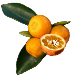 Marmelade orange amère – calamondin