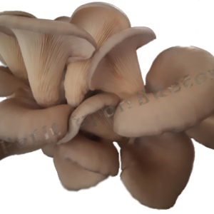 Pleurotes séchées en morceaux, pieds coupés