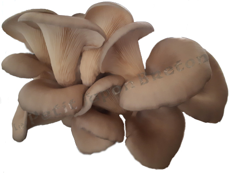 Pleurotes fraiches du Petit Japon Breton