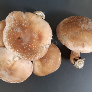 Shiitake séchés en morceaux, pieds coupés
