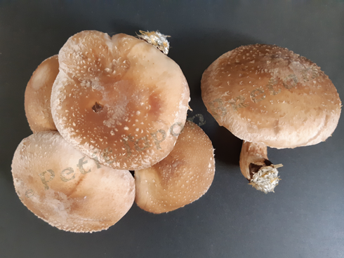 Shiitake frais du Petit Japon Breton